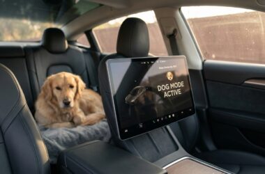 Comment utiliser le mode Chien de votre Tesla en été sans mettre votre animal en danger ?